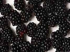 0.07g Fresh blackberry seeds rubus allegheniensis - $8.99