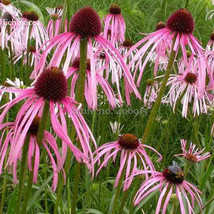 Rain Stone Pink Echinacea Coneflowers 100 Seeds Good Looking Attract But... - $8.37