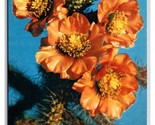 Terra Cotta Cactus and Blossom UNP Chrome Postcard T21 - £2.30 GBP