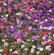 Verbena MOSS Mixed Colors Rock Gardens Groundcover Non-GMO 500 Seeds - £6.57 GBP