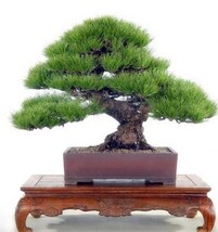 Pine Tree  bonsai For Home&amp;Garden 20pcs/pack - $192.26 MXN