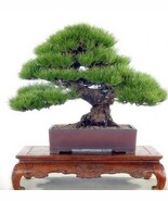 Pine Tree  bonsai For Home&amp;Garden 20pcs/pack - $10.10