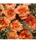 RIAHOKI99 Moss Rose- Portulaca- Orange- 200 Seeds HIGH GERMINATION RATE - €8,53 EUR