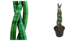Dragon Fingers Braided Snake Plant - Impossible to Kill! - Exotic - 4&quot; Pot - £52.19 GBP