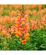 BEST 25 Seeds Easy To Grow Orange Snapdragon Flowers Beautiful Growing - £7.89 GBP