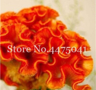 300Pcs Cockscomb Flowers Seeds Dark Orange Color Fresh USA Shipping - $15.72