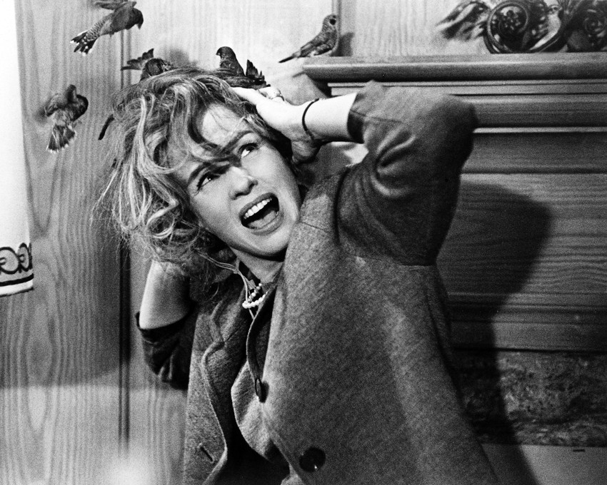 Tippi Hedren 8x10 Photo being attacked by birds Hitchcock's The Birds