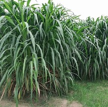Pennisetum Purpureum Giant Elephant Or Napier Grass 5 seeds Fresh Gardening - $337.12 MXN