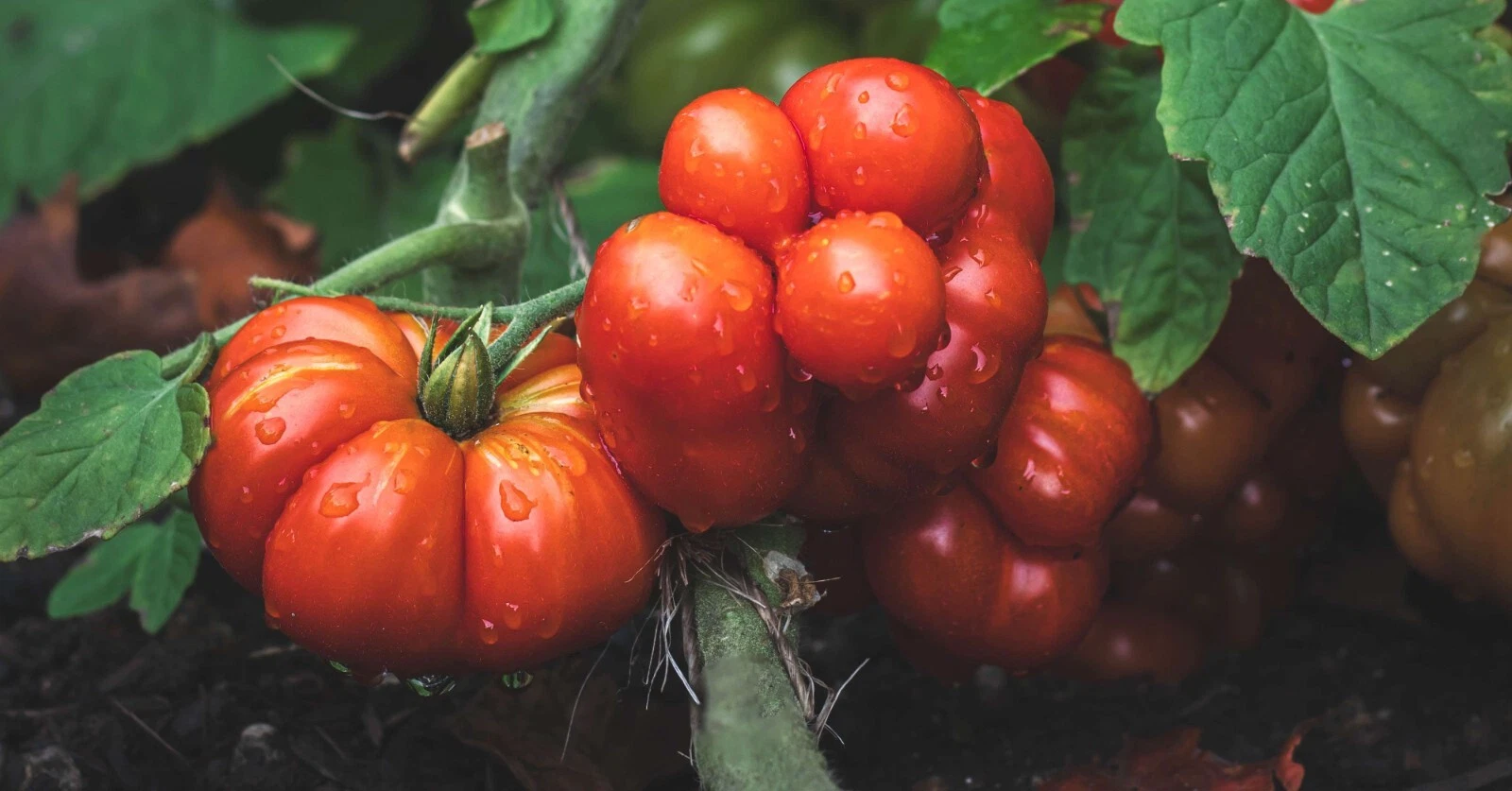 50+ Seeds Crackerjack Tomato Tomatoe Vegetable Garden Edible Canning - $10.02