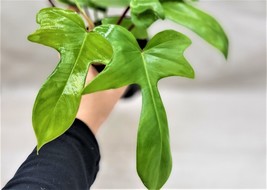 Live Philodendron Florida beauty , Philodendron Green live houseplant 4&quot; Pot - £25.06 GBP