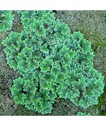 Azolla filiculoides (Water Velvet) - Live Aquarium Plant - $21.93 CAD