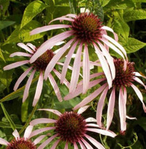 Coneflower Pale Purple Perennial Medicinal Pollinators Bees 200 Seeds Fr... - £7.82 GBP