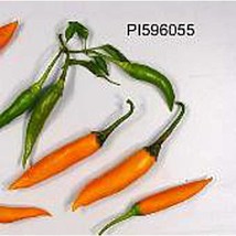 USA Seller Capsicum Baccatum Usda #596055 Hot Peppers Seeds Fast Shipping - $12.80