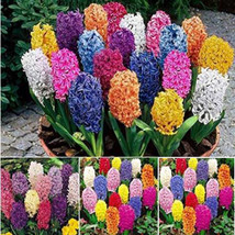 300 Of Hyacinth Seeds - Mixed Colorful Flowers - $11.23