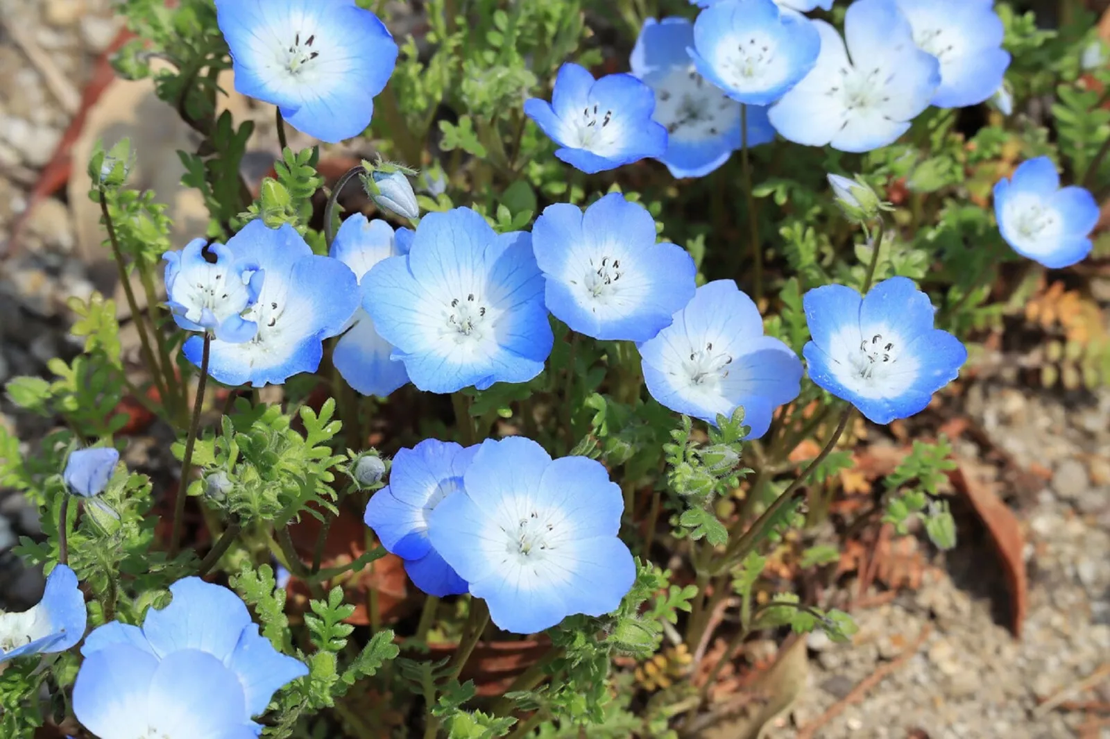 250 Baby Blue Eyes Seeds (Nemophila Menziesii) | LOW GROUND COVER FLOWER... - $2.94