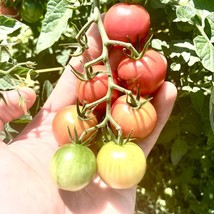 Small Red Cherry Tomato Seeds Gardening Usa Shipping - £3.79 GBP