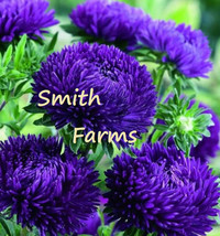 25 Seeds Dark Purple Aster Flowers Beautiful Colorful Blooms Plant Garden Fresh  - £8.05 GBP