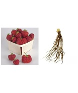 25 Fresh Live Plants Earliglow Strawberry June Bearing - $74.99