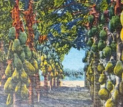 c1930 Papaya Plantation in Florida Vintage Linen Postcard Tropical Fruit - £21.41 GBP