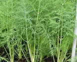 300 Dill Dukat Seeds Non - Gmo Fresh Fast Shipping - $8.99