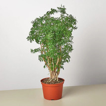 25 Seeds Aralia Plant Ming Stump Plant Fresh USA Fast Shipping - $16.50