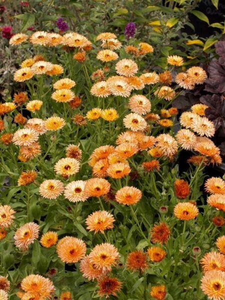 Zeolights Calendula Seeds 400 Mg Fresh