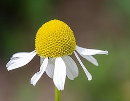 2000 Non GMO Fresh German Chamomile Daisy Seeds Herb - $8.99