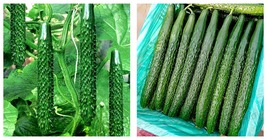 180 Seeds &#39;Jinyan No.4&#39; Thorny Cucumber Seed Garden Seeds - £17.25 GBP