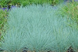 42,000 Seed BLUE FESCUE Ornamental Grass Clumping Drought Low Maintenance - £19.41 GBP