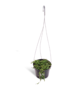 Succulents in Hanging Pot Large String of Pearls -Senecio Rowleyanus - $49.90