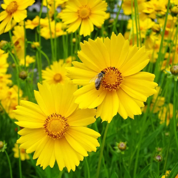 COREOPSIS LANCELEAF Flower Seeds Home Garden 40 Seeds - $8.95