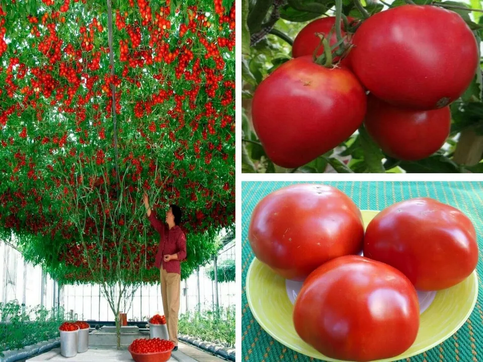 FARM 120 Trip L Crop Tomato Seeds Tomato Tree 15 Foot Vines Bulk Seeds - $172.91 MXN