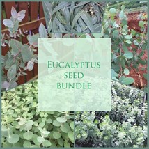 Eucalyptus Seed Bundle 5 Types Of Eucalyptus Baby Blue Polyanthemos Cinerea Glob - $37.60