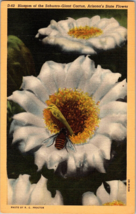 Blossom of the Sahuaro-Giant Cactus, Arizona&#39;s State Flower, 1947 VTG postcard - £4.31 GBP
