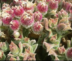 Iceplant Succulent, 100 Seeds R - £11.52 GBP