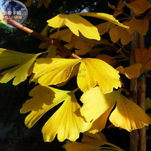 Maidenhair Fossil Tree Gingko Biloba Seeds Professional Pack 5 Seeds Yellow Orna - $6.98