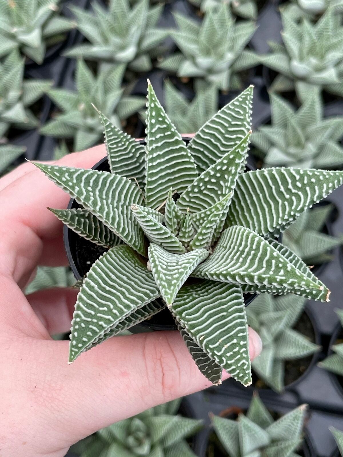 Haworthia Limifolia, Lace Aloe , Variegated White Aloe Plant, Ribbed Freckles, W Item image 7