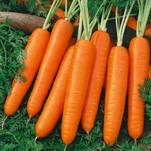 Carrot Scarlet Nantes 200 Vegetable Seeds - £6.24 GBP