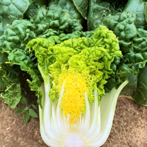 Golden Heart Bok Choy Seeds Pak Choi White Cabbage Asian Vegetable Seed  - £4.74 GBP