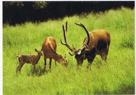 Animals Postcard Red Deer North American Wildlife - £2.36 GBP
