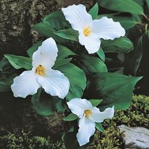 Bare Root Live Garden Plant White trillium Trillium Grandiflorum Perennial  - $43.80