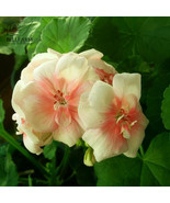 Geranium White To Pink Single Dense Petals Big Blooms Flowers Seeds 10 S... - €12,89 EUR