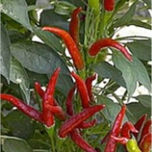 Thai Hot Culinary Hot Peppers Seeds 25 Seed Heirloom Organic No Fresh - £8.50 GBP