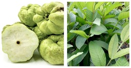 8”-12” Indonesian seedless Guava (psidium guajaba) live Tropical Fruit t... - £67.72 GBP
