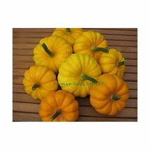 Premier Seeds Direct ORG207 Pumpkin Jack be Little Organic Seeds (Pack o... - $7.00