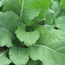 Fresh Seeds Georgia Southern Collard 25 Seeds - $8.68