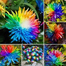 Chrysanthemum Rainbow Flower Seeds Rare Unusual Colorful Bonsai Plants - $12.99