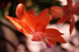 Schlumbergera Flores Christmas Cactus Plant Seeds Rose Red White 100 seeds Item image 3