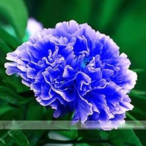 10 Seeds Double Light Blue Tree Peony Flower Seeds - £8.25 GBP