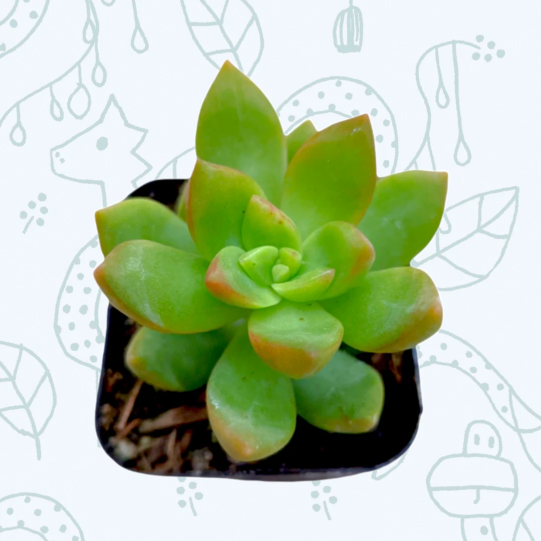 Sedum adolphii Succulent Plant - $15.49